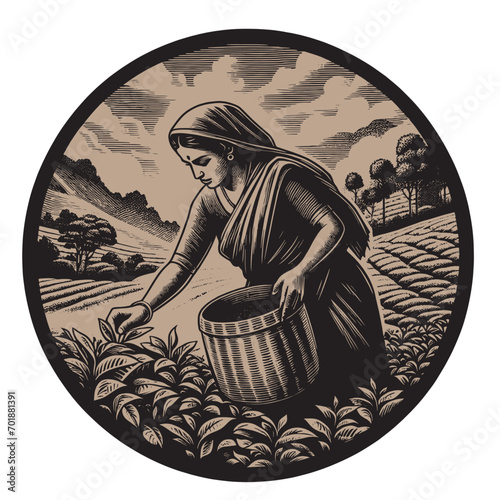 Beautiful Indian woman picking tea at a plantation. Engraving round emblem, illustration. Black color. Vintage retro style
