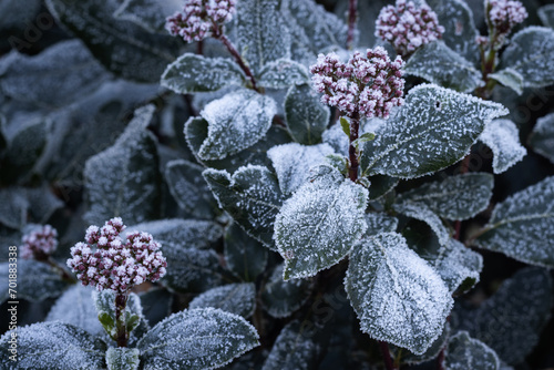 Seasonal winter foliage background. Frost and ice crystals formed on the flowers and leaves of a Viburnum plant. Copy space to the left. photo