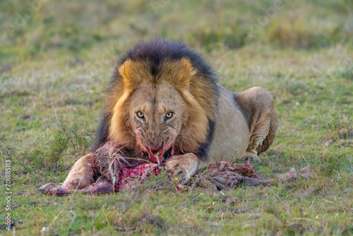 Slika na platnu lion with kill