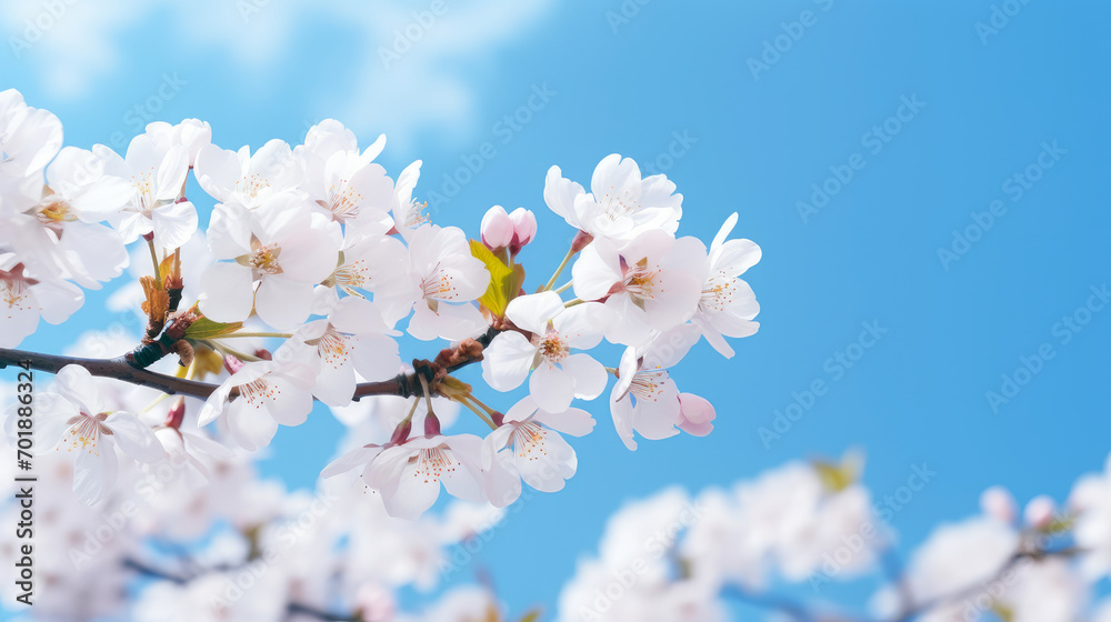 Abstract natural spring background light rosy dark flowers close up. Branch of pink white sakura cherry tree on a background of blue sky. Abstract natural spring background light rosy dark flowers close up. Branch of pink white sakura cherry tree on a background of blue sky.