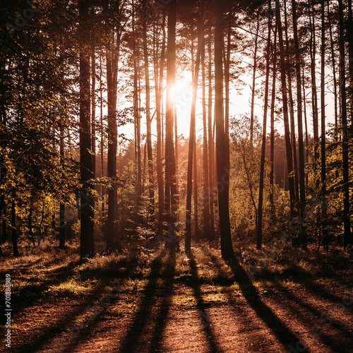 zachód słońca w lesie © Tomasz