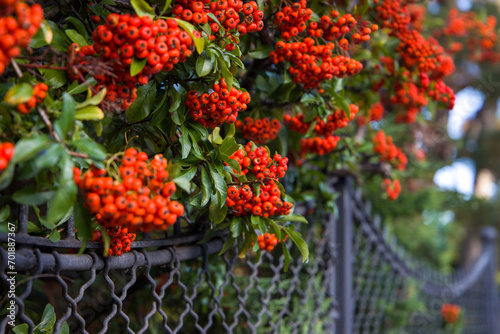 Pyracantha coccinea (Pyracantha coccinea). Close up view. Selective focus. photo