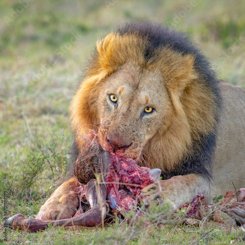 lion with kill	