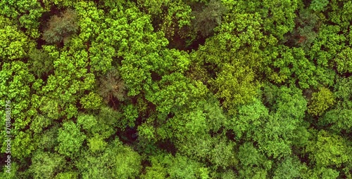 aerial video of a stretch of green forest in a mountainous area with dense and natural trees photo