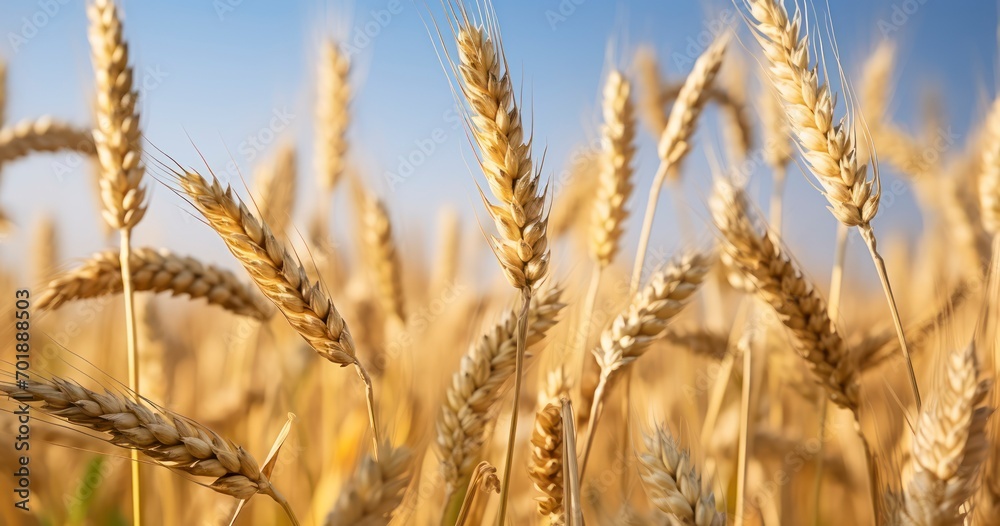 Fototapeta premium A Close Glimpse into the Gentle Sway of Wheat in a Bountiful Field. Generative AI