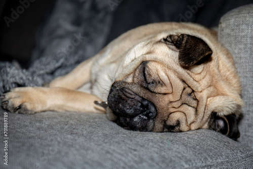 Young pug sleeping on a gray sofa