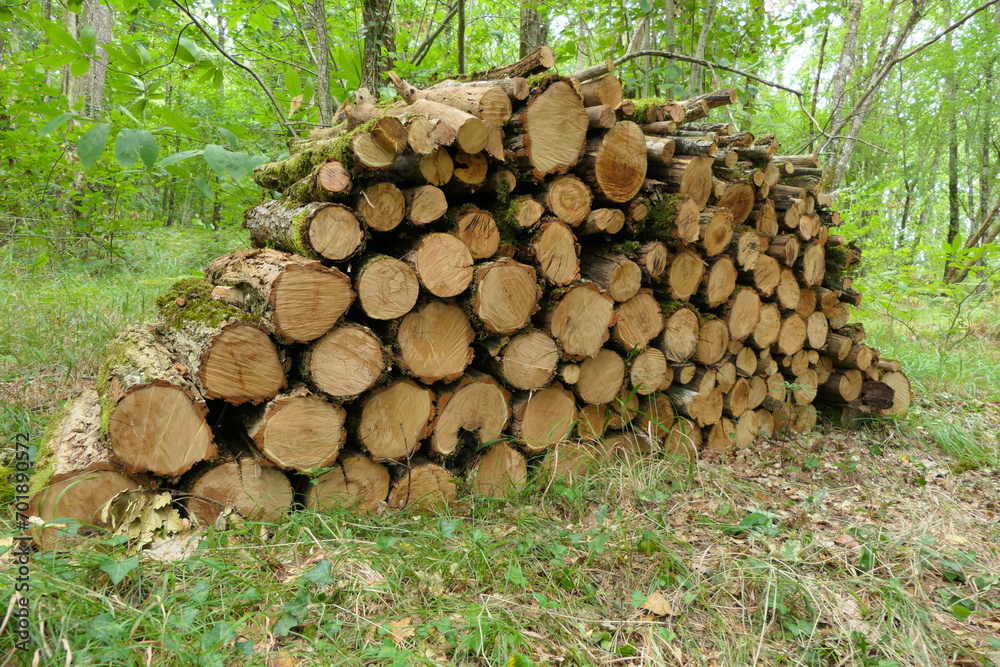 Log pile of sweet chestnut, acacia and oak logs in a woodland clearing
