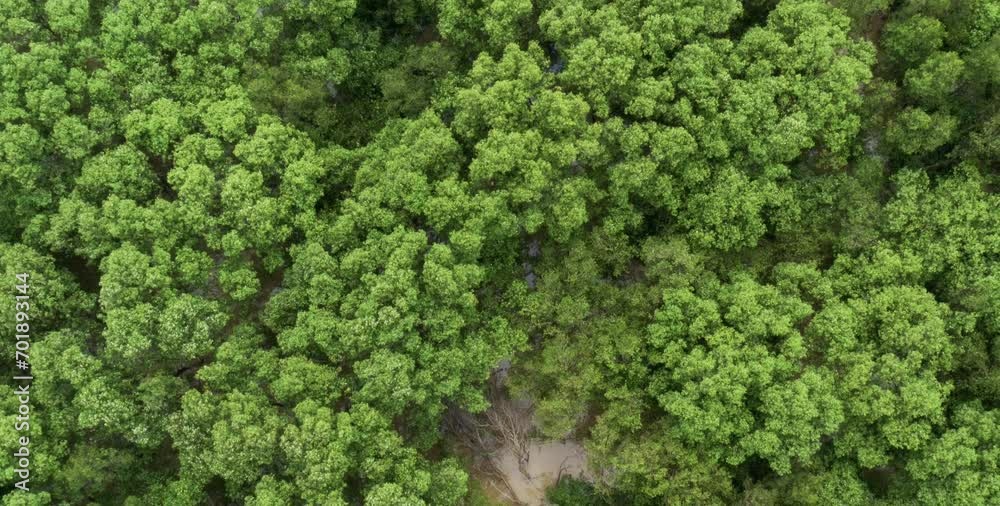 aerial video of a stretch of green forest in a mountainous area with dense and natural trees aerial video of a stretch of green forest in a mountainous area with dense and natural trees