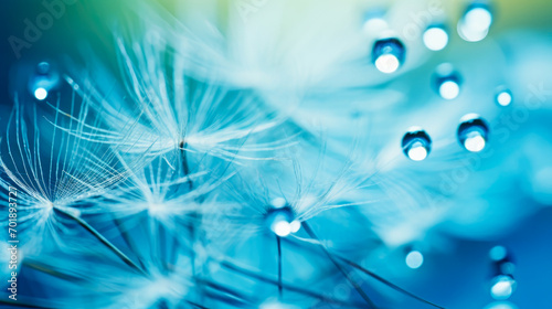 Beautiful dandelion with water drops on blue background, soft focus