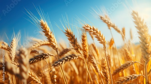Wheat field. Ears of golden wheat close up. Rich harvest Concept