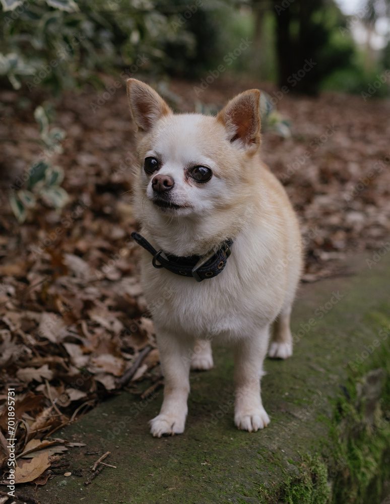 chihuahua dog stood on a wall 