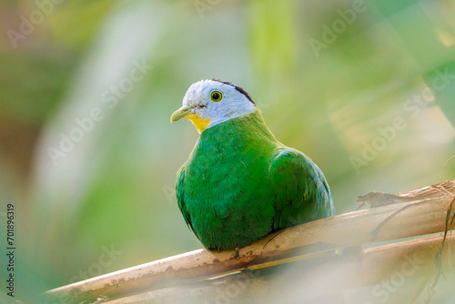 Black-naped fruit dove, Ptilinopus melanospilus, also known as black-headed fruit dove photo