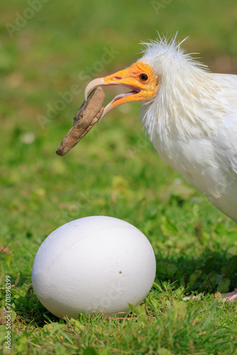 Photography Egyptian vulture, Neophron percnopterus, bird of prey, breaks a big white egg with a stone in his beak