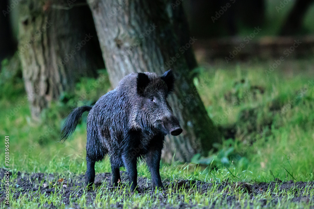 A wild boar, swine or pig, Sus scrofa, foraging in a forest during dusk. A wild boar, swine or pig, Sus scrofa, foraging in a forest during dusk.