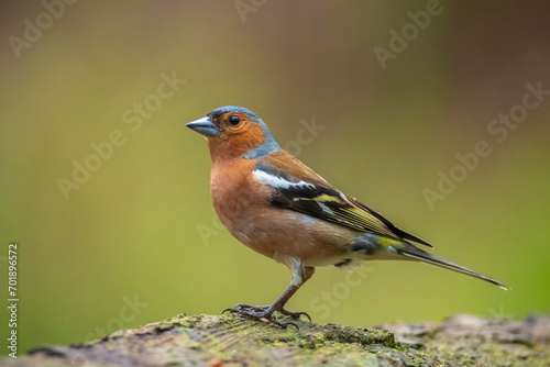 Chaffinch, Fringilla coelebs, male singing on a tree in a green forest.