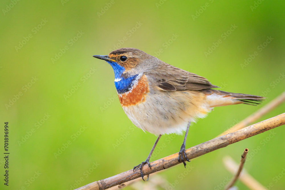 Closeup of a blue-throat bird Luscinia svecica cyanecula singing Closeup of a blue-throat bird Luscinia svecica cyanecula singing