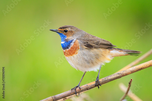 Closeup of a blue-throat bird Luscinia svecica cyanecula singing photo