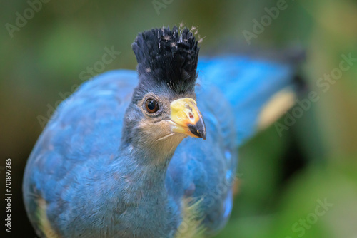 Closeup of a Great blue turaco, Corythaeola cristata, bird photo