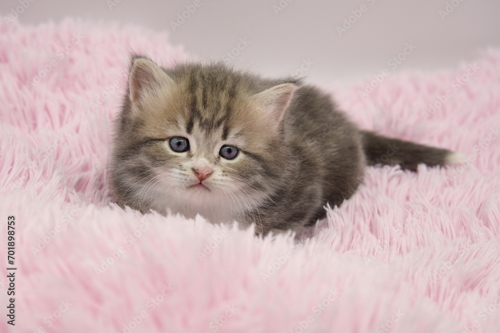 Blue Siberian kitten 4 weeks old Blue Siberian kitten 4 weeks old
