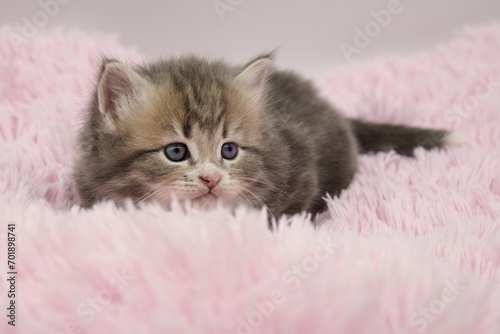 Blue Siberian kitten 4 weeks old