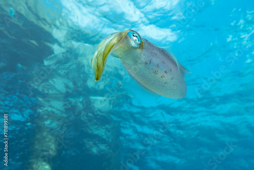 caribbean reef squid