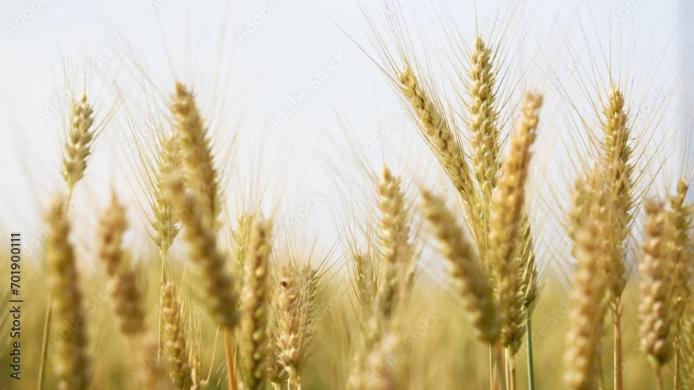 people in wheat field people in wheat field