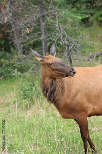 Fototapeta Naklejka Na Ścianę i Meble -  Female Elk Looking over her Shoulder