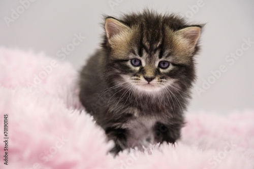 Black Siberian kitten 4 weeks old