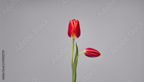 red tulips in the soft background