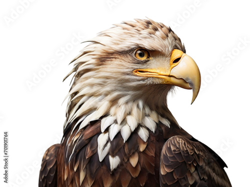 Eagle png   transparent