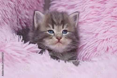 Blue Siberian kitten 4 weeks old