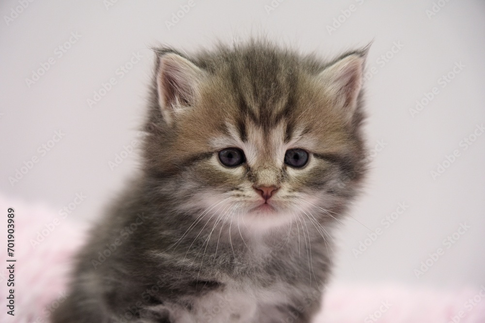 Blue Siberian kitten 4 weeks old Blue Siberian kitten 4 weeks old