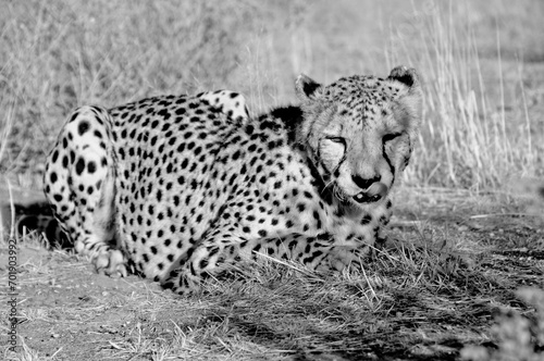 Otjiwarongo: A cheetah lying on the sandy ground in the namibian Kalahari photo
