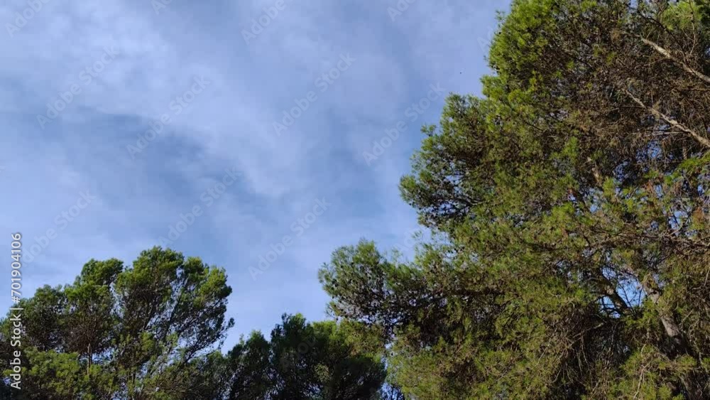 Plane in nature with pine trees on a splendid day Plane in nature with pine trees on a splendid day