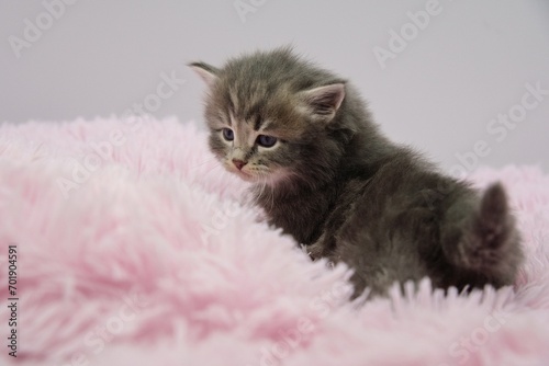 Blue Siberian kitten 4 weeks old