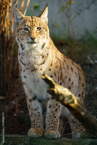 Portrait of Eurasian lynx in zoo
