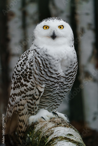 Portrait of Snowy owl on branch