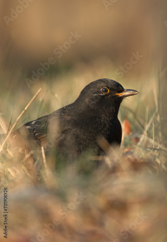 Black bird. Portrait photograph of a cabbage thrush. Swedish bird from the wild.