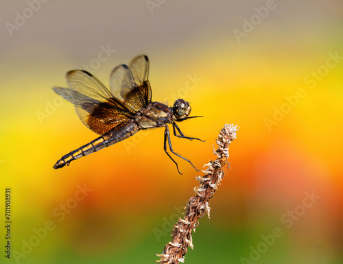 A dragonfly is about to land on its perch, with a soft background of blooming garden flowers in the background. Close up view.