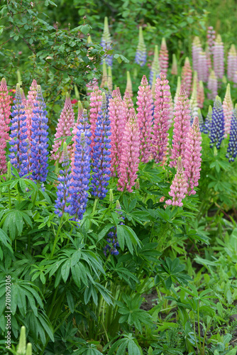 Lupine blooms in the spring garden