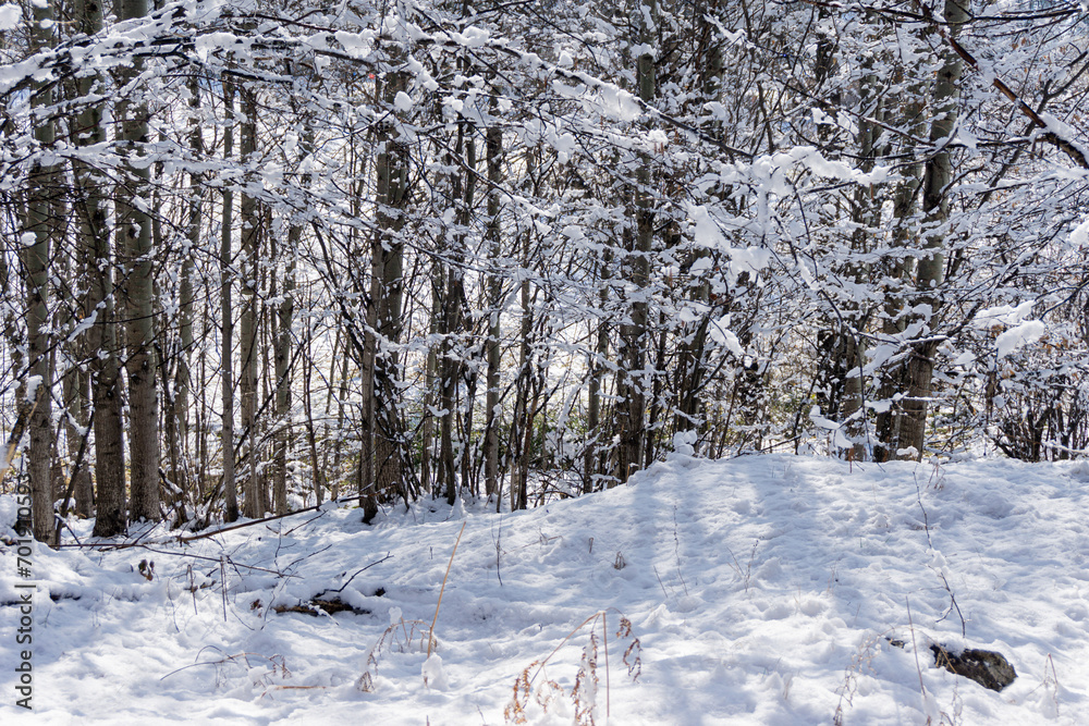 Fototapeta premium Snowy field and trees in winter