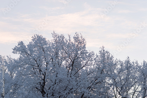 Winter trees in a snow after snowfall on the sky background. Russia © flowertiare