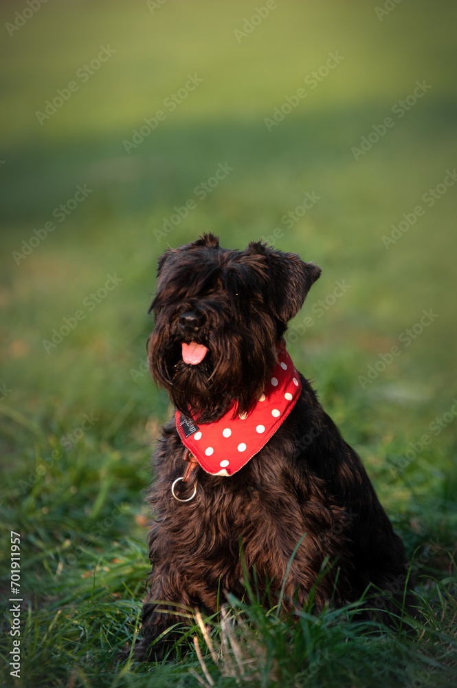 Black miniature schnauzer sits on the grass in the park