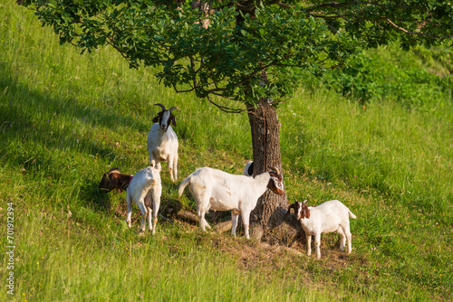 Pet. Black and white goats on a green pasture in the mountains of Slovenia.