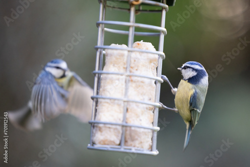 Two Blue tits (Cyanistes caeruleus), feeding at a suet bird feeder in a garden with a natural background - Yorkshire, UK. Winter