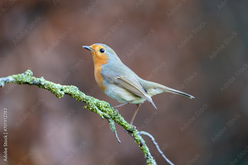 Robin bird (erithacus rubecula) in Winter. Perched on a bare branch with a natural brown foliage background - Yorkshire, UK in January