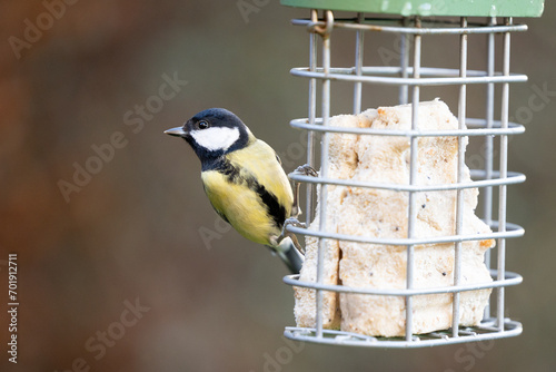 Adult Great Tit (Parus Major) feeding at a suet block feeder in a British back garden - Yorkshire, UK in January, mid winter