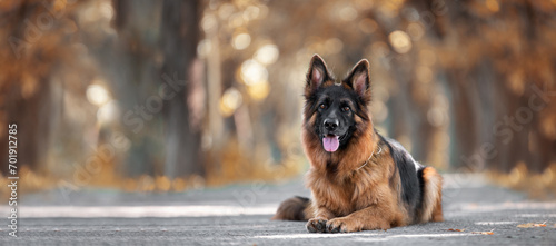 A German shepherd lies in an autumn park. Banner