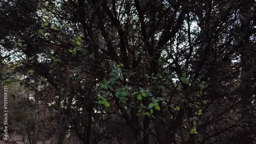 The tree with few branches moves through the air The tree with few branches moves through the air