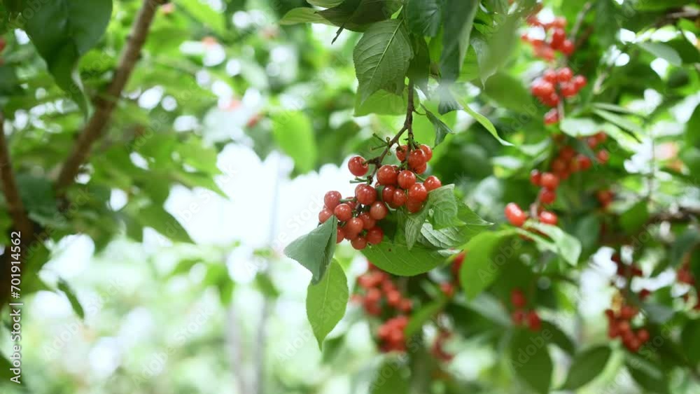 fresh cherries fresh cherries